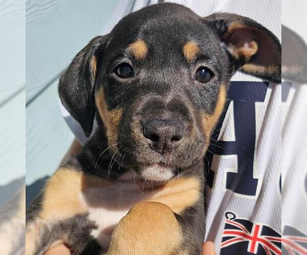 Medium Photo #1 Doberman Pinscher-Unknown Mix Puppy For Sale in San Antonio, TX, USA