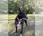 Small #3 Mutt