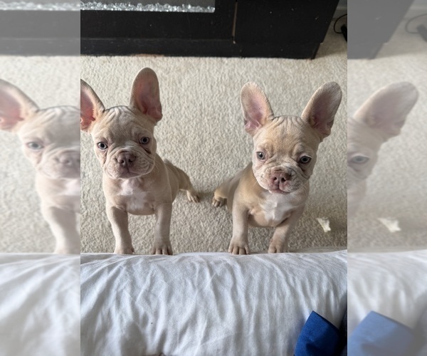 Medium Photo #8 French Bulldog Puppy For Sale in ARVERNE, NY, USA