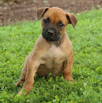 Medium Photo #1 Boerboel Puppy For Sale in GAP, PA, USA