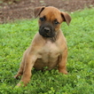 Small Photo #1 Boerboel Puppy For Sale in GAP, PA, USA