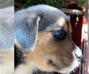 Beagle Puppy for sale in BEAVERTON, OR, USA