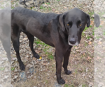 Small #1 Great Dane-Labrador Retriever Mix