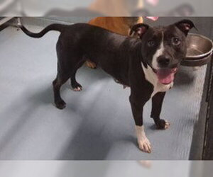 Mutt Dogs for adoption in Sheboygan, WI, USA