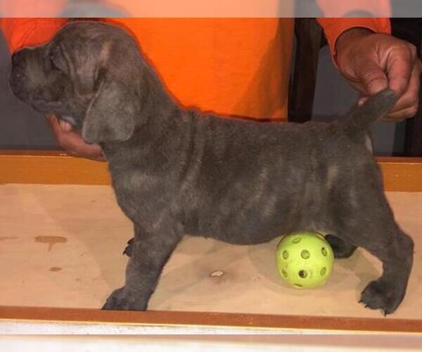 Medium Photo #8 Cane Corso Puppy For Sale in CITY INDUSTRY, CA, USA