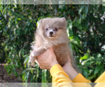 Image preview for Ad Listing. Nickname: Silver Baby