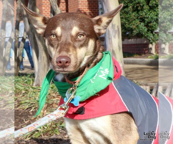 Medium Photo #5 Mutt Puppy For Sale in Washington, DC, USA