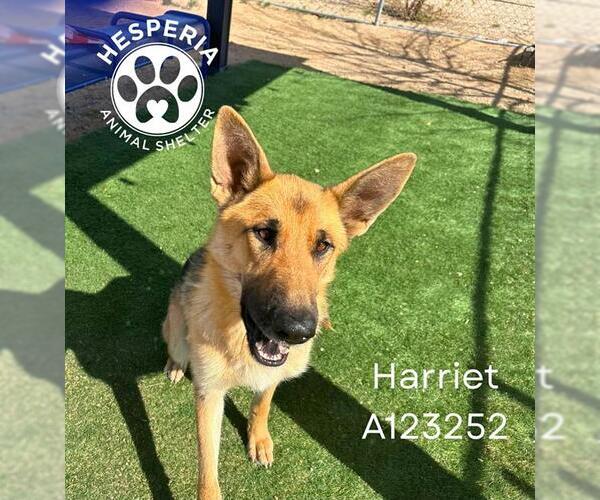 Medium Photo #1 German Shepherd Dog Puppy For Sale in HESPERIA, CA, USA