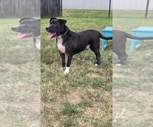 Bane Alexander - Male Mutt Dog for Adoption - Photo #4