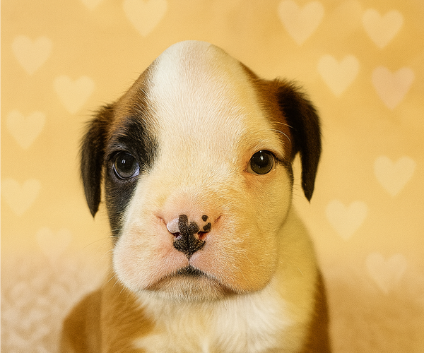 Medium Photo #4 Boxer Puppy For Sale in TROUPSBURG, NY, USA