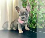 Small #4 French Bulldog