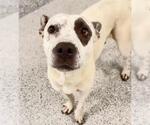 Small #1 American Pit Bull Terrier-Pointer Mix