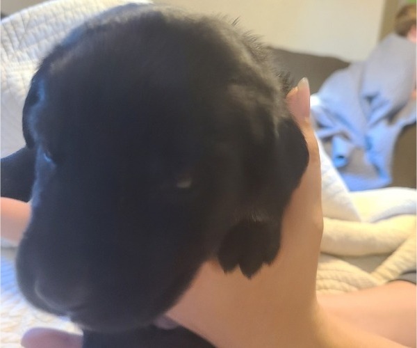 Medium Photo #2 Labrador Retriever Puppy For Sale in NAVARRE, FL, USA