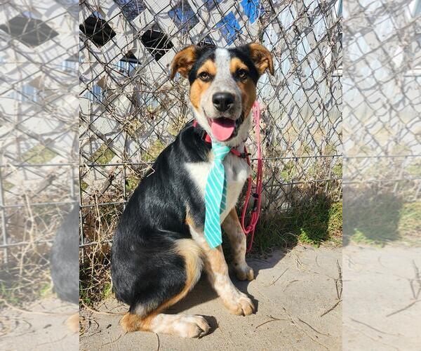 Medium Photo #2 Australian Shepherd-Unknown Mix Puppy For Sale in Maquoketa, IA, USA