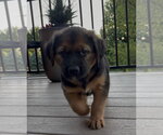 Small #1 Golden Retriever Mix