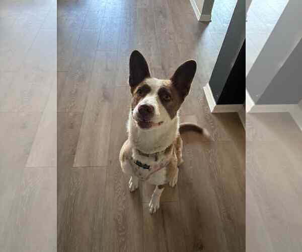 Medium Photo #8 American Pit Bull Terrier-Border Collie Mix Puppy For Sale in Princeton, MN, USA