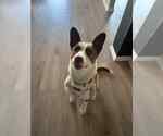 Small #7 American Pit Bull Terrier-Border Collie Mix