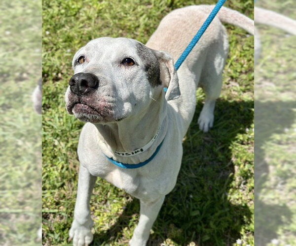 Medium Photo #1 American Bulldog Puppy For Sale in Fort Lauderdale, FL, USA