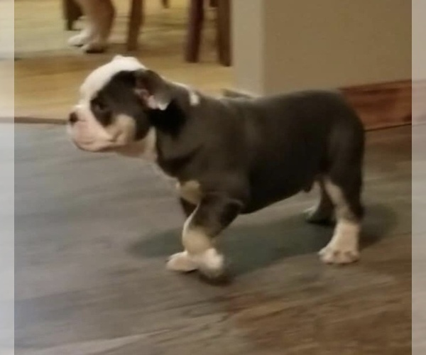 Medium Photo #2 English Bulldog Puppy For Sale in POWERSITE, MO, USA