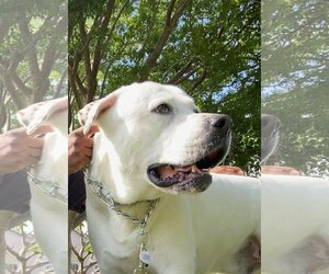 American Bulldog Dogs for adoption in Miami, FL, USA