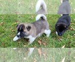 Small Photo #2 Akita Puppy For Sale in PITTSBURG, KS, USA