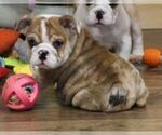 Small #1 English Bulldog