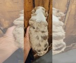 Small Photo #5 Miniature Australian Shepherd Puppy For Sale in PITTSBURG, KS, USA