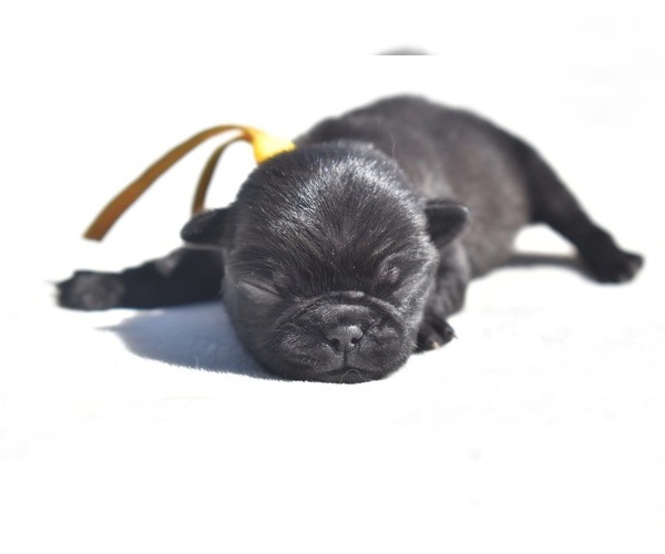 Medium Photo #2 Pug Puppy For Sale in PALM COAST, FL, USA