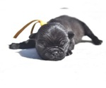 Small #1 Pug