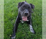 Small #6 American Staffordshire Terrier Mix