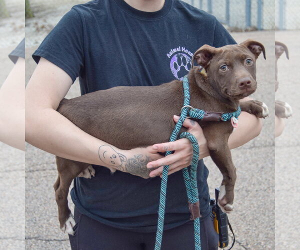 Medium Photo #7 American Pit Bull Terrier-Unknown Mix Puppy For Sale in Huntley, IL, USA