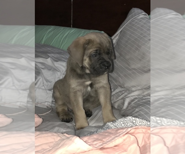 Medium Photo #7 Cane Corso Puppy For Sale in AMORY, MS, USA