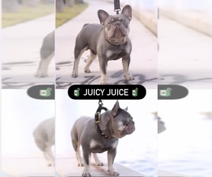 French Bulldog Puppy for sale in SUNRISE, FL, USA