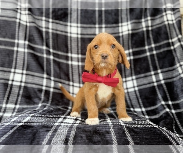 Medium Photo #4 Beagle-Labradoodle Mix Puppy For Sale in LAKELAND, FL, USA