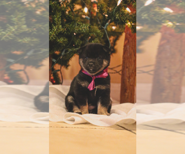 Medium Photo #3 Shiba Inu Puppy For Sale in NORTHRIDGE, CA, USA