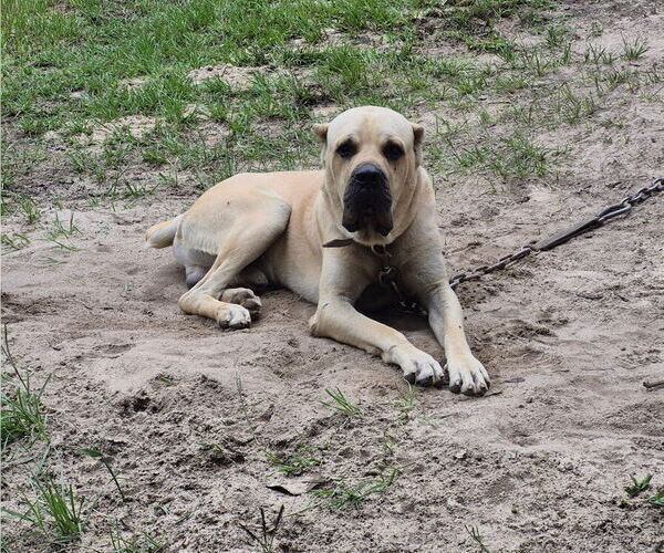 Medium Photo #1 Cane Corso Puppy For Sale in COLUMBIA, SC, USA