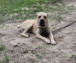 Small Photo #1 Cane Corso Puppy For Sale in COLUMBIA, SC, USA