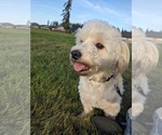 Small Photo #1 Havanese Puppy For Sale in VANCOUVER, WA, USA