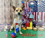 Small #2 Chihuahua Mix