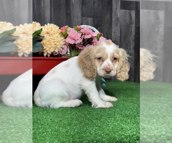 Medium Photo #3 Cocker Spaniel Puppy For Sale in CANOGA, NY, USA