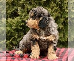 Small #3 Bernedoodle (Miniature)