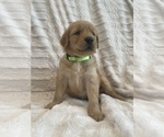 Small Photo #27 Golden Retriever Puppy For Sale in IRWIN, PA, USA