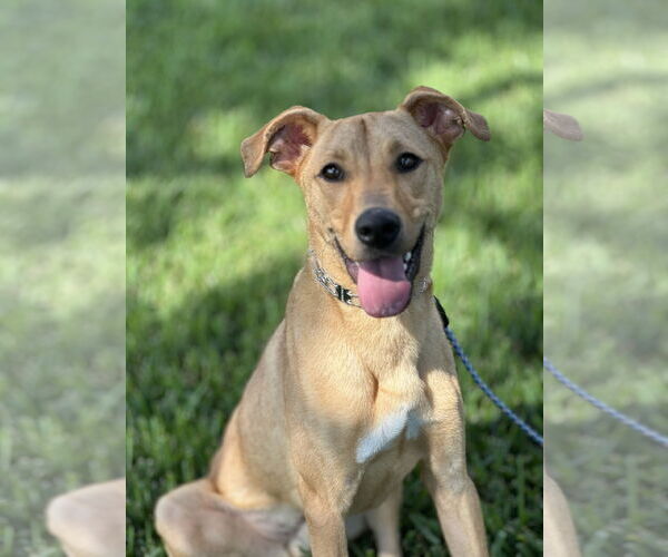 Medium Photo #4 Unknown-Whippet Mix Puppy For Sale in Conroe, TX, USA