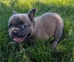 Small Photo #21 French Bulldog Puppy For Sale in GOSHEN, IN, USA