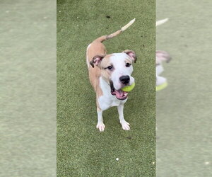 ACE - Male Mastiff-Unknown Mix Dog for Adoption - Photo #2