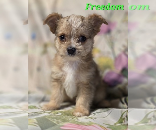Medium Photo #3 Chorkie-Yorkshire Terrier Mix Puppy For Sale in HOMERVILLE, GA, USA