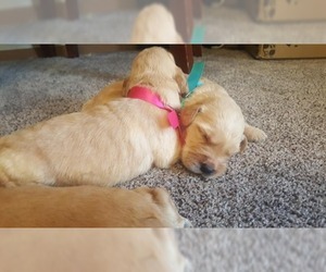 Goldendoodle Puppy for sale in AM FALLS, ID, USA