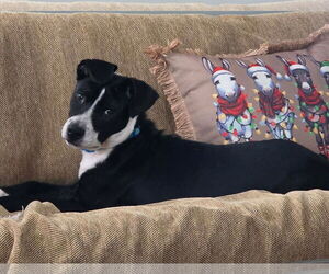 American Pit Bull Terrier-Unknown Mix Dogs for adoption in Germantown, OH, USA