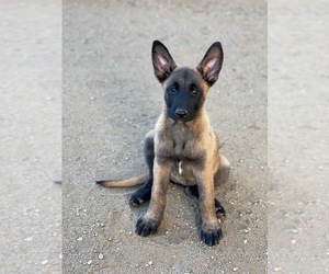 Belgian Malinois Puppy for sale in VISTA, CA, USA