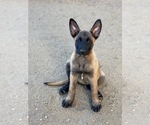 Small Photo #1 Belgian Malinois Puppy For Sale in VISTA, CA, USA
